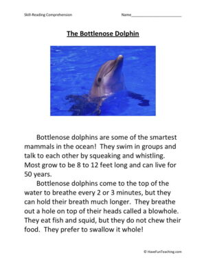The Bottlenose Dolphin
